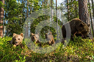 Rodina medvěda hnědého ve finském lese
