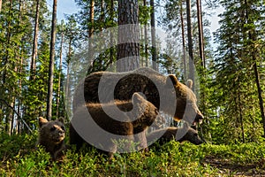 Brown bear family in Finnish forest