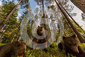 Brown bear family in Finnish forest