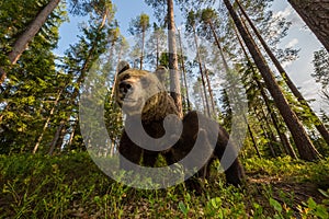 Brown bear family in Finnish forest wide angle
