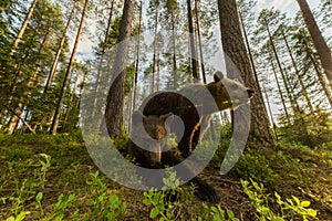 Rodina medvěda hnědého ve finském lese širokoúhlý