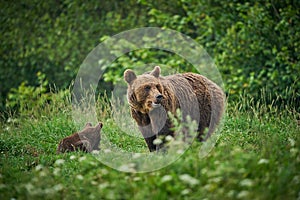 Brown bear family in the grass in the meadow