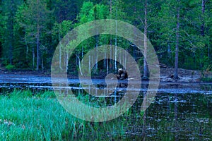 Brown Bear Family, in Kuusamo region