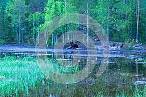 Brown Bear Family, in Kuusamo region