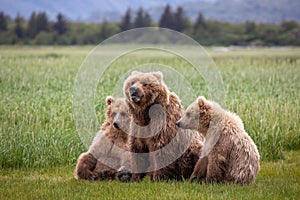 Brown bear family in meadow of Katmai