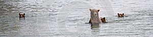 Brown bear family, mother and cubs, swimming across the Brooks River, Katmai National Park, Alaska