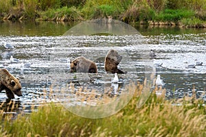 Brown bear family, mother and three cubs, on the Brooks River, Katmai National Park, Alaska, USA