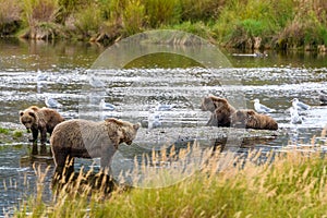 Brown bear family, mother and three cubs, on the Brooks River, Katmai National Park, Alaska, USA