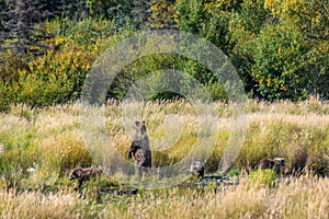 Brown bear family, sow with three cubs, in the grass at the edge of the Brooks River, Katmai National Park, Alaska, USA