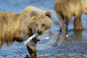 Brown bear with feather