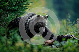 Kŕmenie medveďa hnedého pred zimou. Slovensko pohorie Malá Fatra. Večer v zelenom lese. Veľká samica, nebezpečné zviera, žltá au