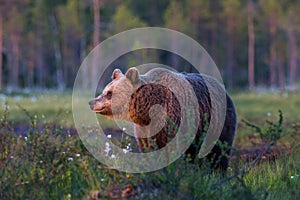 Medvěd hnědý ve finském poli s květinami