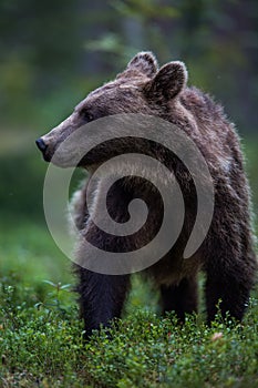 Brown bear in Finnish forest