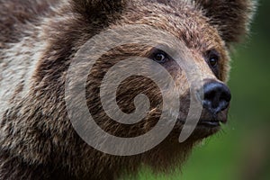 Medvěd hnědý ve finském lese