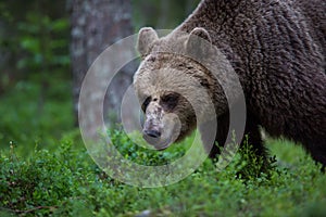 Brown bear in Finnish forest