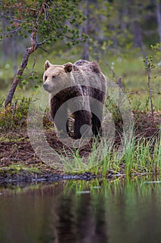 Brown bear in Finnish forest with reflection from lake