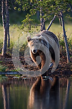 Brown bear in Finnish forest with reflection from lake