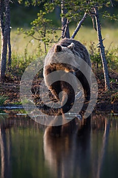 Brown bear in Finnish forest with reflection from lake