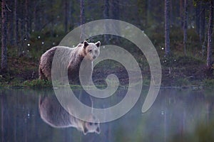 Medveď hnedý vo fínskom lese s odrazom od jazera