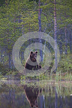 Brown bear in Finnish forest with reflection from lake