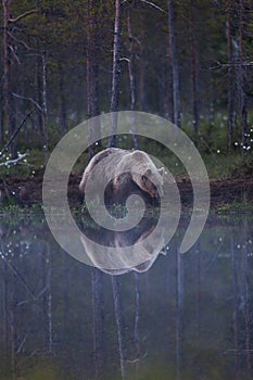 Brown bear in Finnish forest with reflection from lake