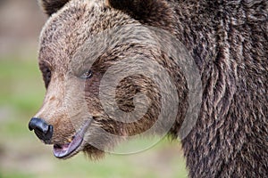 Brown bear in Finnish Tiaga forests