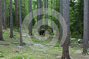 Brown bear in Finnish Tiaga forests