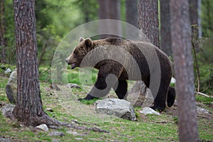 Brown bear in Finnish Tiaga forests