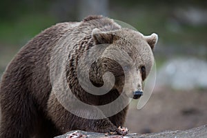 Brown bear in Finnish Tiaga forests