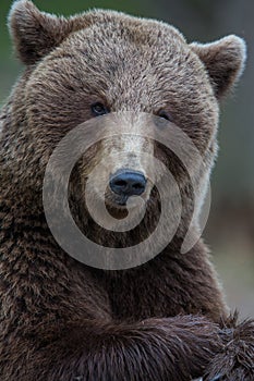 Brown bear in Finnish Tiaga forests