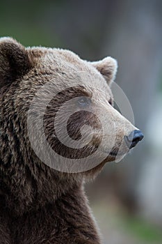 Brown bear in Finnish Tiaga forests