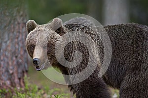 Brown bear in Finnish Tiaga forests