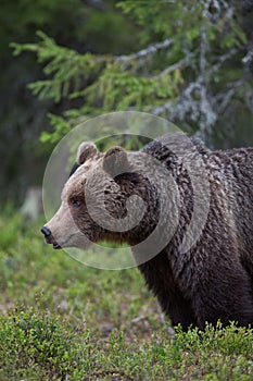 Brown bear in Finnish Tiaga forests