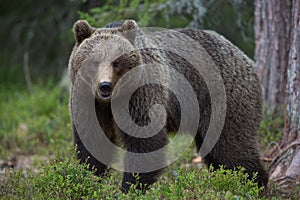 Brown bear in Finnish Tiaga forests