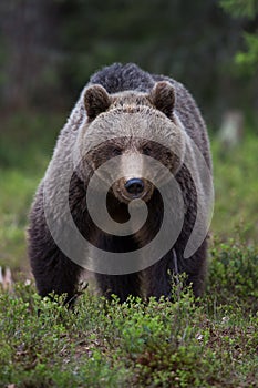 Brown bear in Finnish Tiaga forests