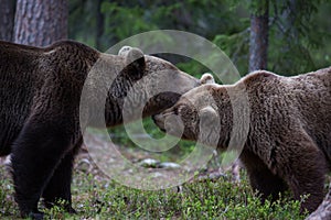 Brown bear in Finnish Tiaga forests