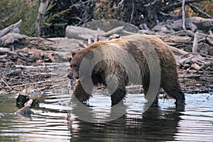 Brown bear with fish in its mounth