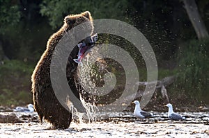 Brown bear with a fish in its mouth is standing on its hind legs in the river. Sunset backlight. Brown bear fishing sockeye salmon