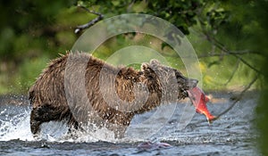 Brown Bear with fish. Kamchatka brown bear fishing for salmon. Wild adult brown bear and the Sockeye salmon caught.  Natural
