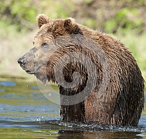 Brown Bear fishing