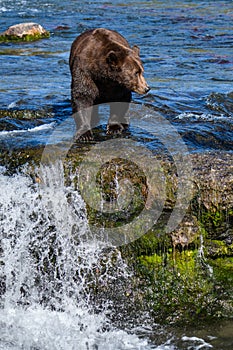 Brown bear fishing in the Brooks River, on the lip of Brooks Falls, Katmai National Park, Alaska, USA