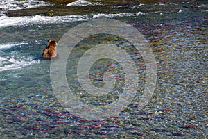 Brown bear fishing in the Brooks River, surrounded by salmon, just below Brooks Falls, Katmai National Park, Alaska, USA