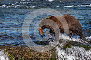 Brown bear fishing in the Brooks River, walking on the lip of Brooks Falls with salmon in mouth, Katmai National Park, Alaska, USA