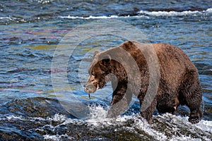 Brown bear fishing in the Brooks River, walking on the lip of Brooks Falls with salmon in mouth, Katmai National Park, Alaska, USA