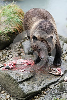 Brown bear fishing