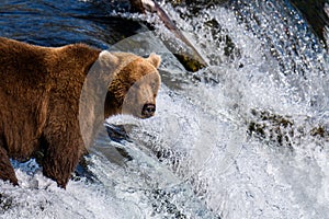 Brown bear fishing on the lip of Brooks Falls, Katmai National Park, Alaska, USA