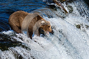 Brown bear fishing on the lip of Brooks Falls, Katmai National Park, Alaska, USA