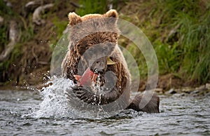 Brown Bear Fishing for Salmon in Alaksa