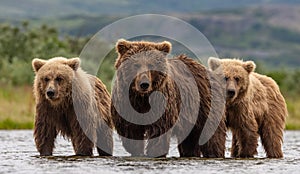 Brown Bear Fishing for Salmon in Alaksa