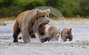 Brown Bear Fishing for Salmon in Alaksa